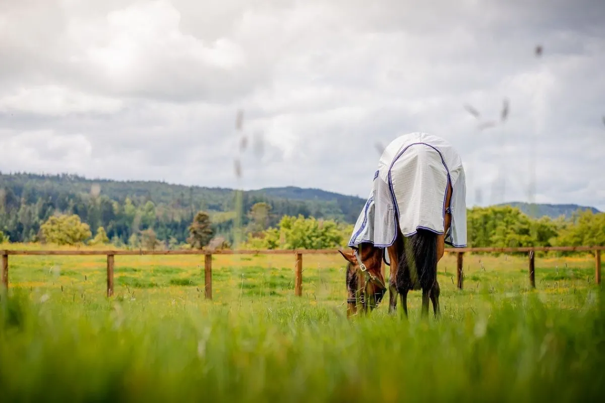 Horseware Ireland Amigo Airflow insektsbeskyttelse dekken - Check/Atlantic Blu< Insektsdekken