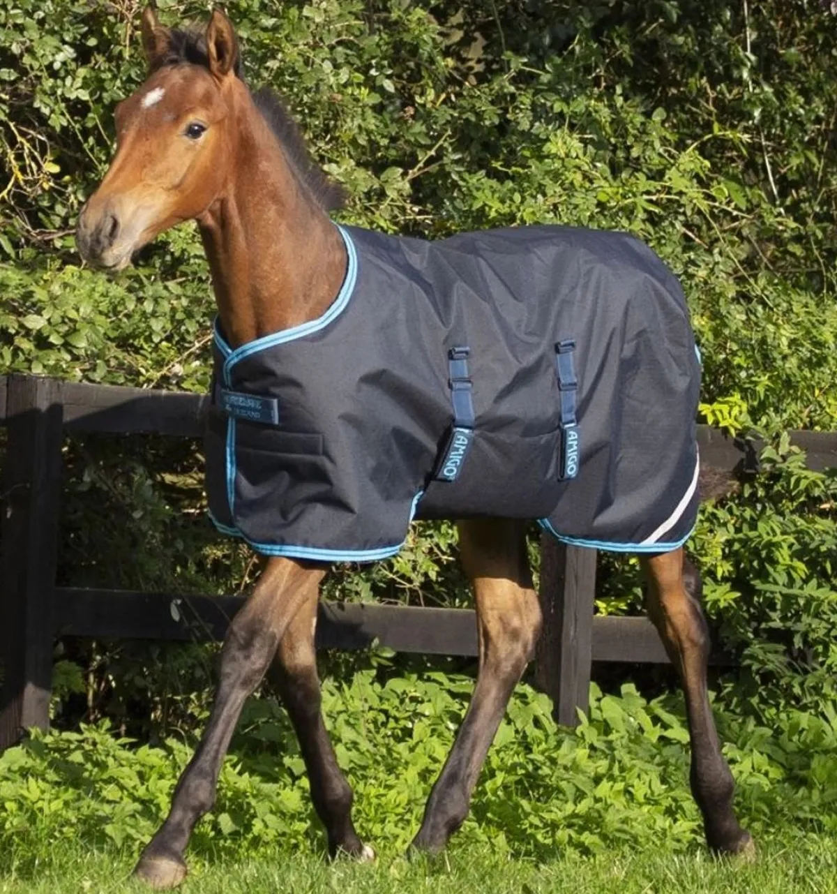 Horseware Ireland Amigo Følldekken - 50 gr< Regndekken