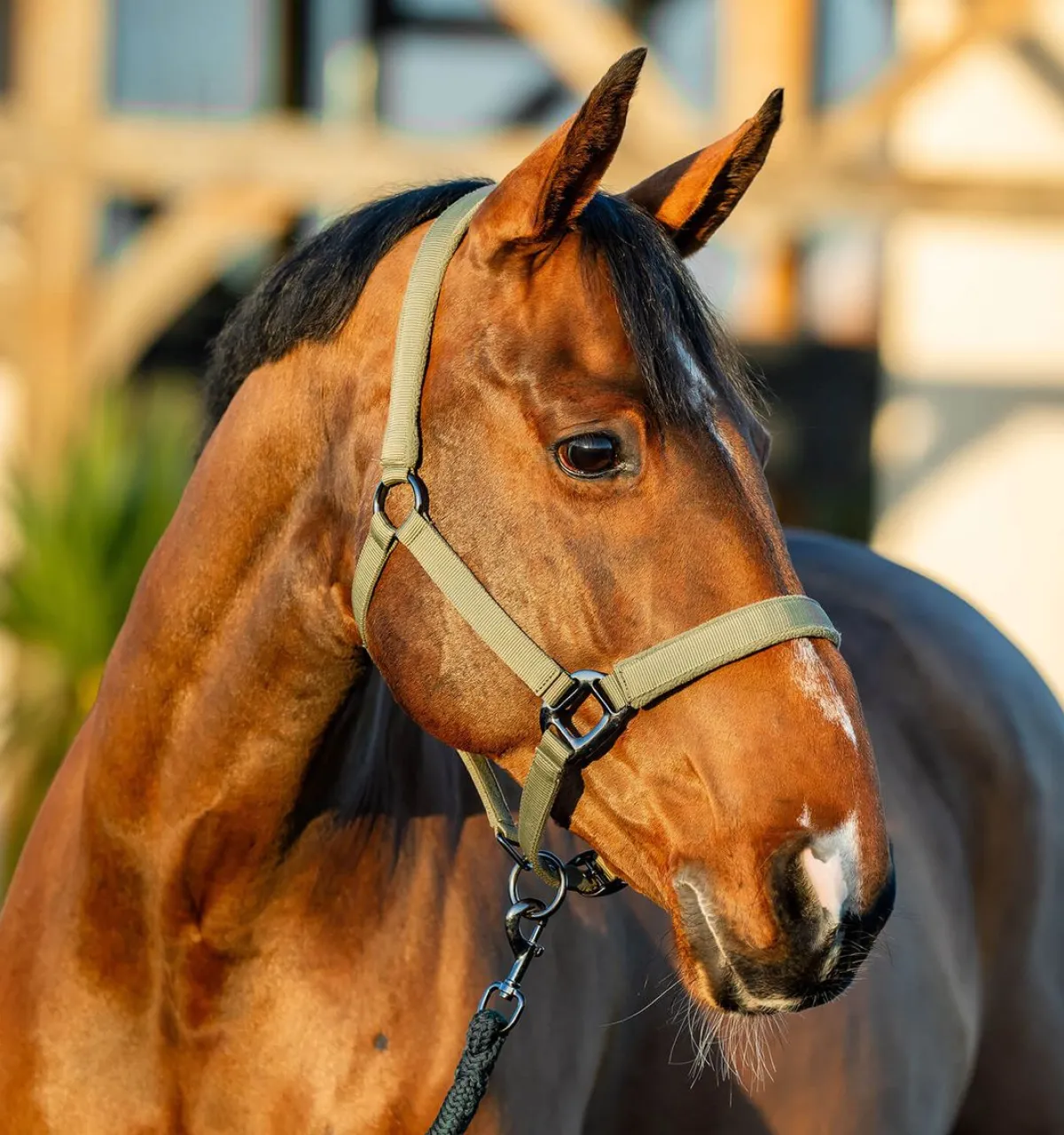 Horseware Amigo Grime & Leietau< Nylongrimer