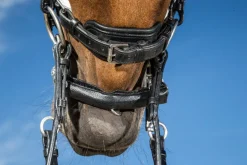 Dyon Kinnkjede beskytter i lær og neopren< Tilbehør Til Bitt