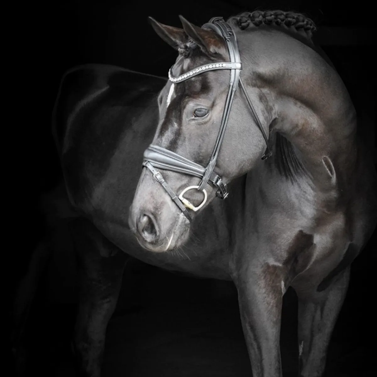 By Equalityline Hamilton Rundsydd Dressur Hodelag< Hodelag