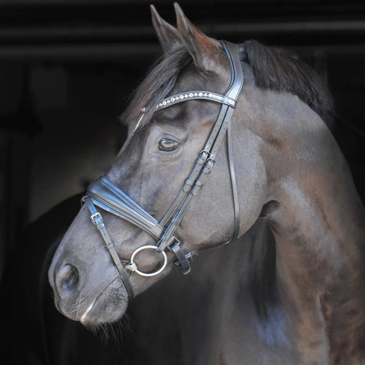 By Equalityline Helix Dressur Hodelag< Hodelag