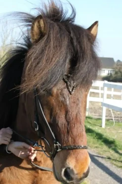 Hestagallery Hesta Gallery Lukka Nakkereim - Flere Farger< Islandshest Hodelag