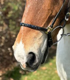 Hestagallery Hesta Gallery Lukka Nesereim - Flere Farger< Islandshest Hodelag