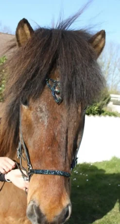 Hestagallery Hesta Gallery Lukka Nesereim - Flere Farger< Islandshest Hodelag