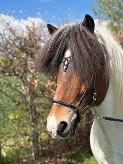 Hestagallery Hesta Gallery Lukka Nesereim - Flere Farger< Islandshest Hodelag