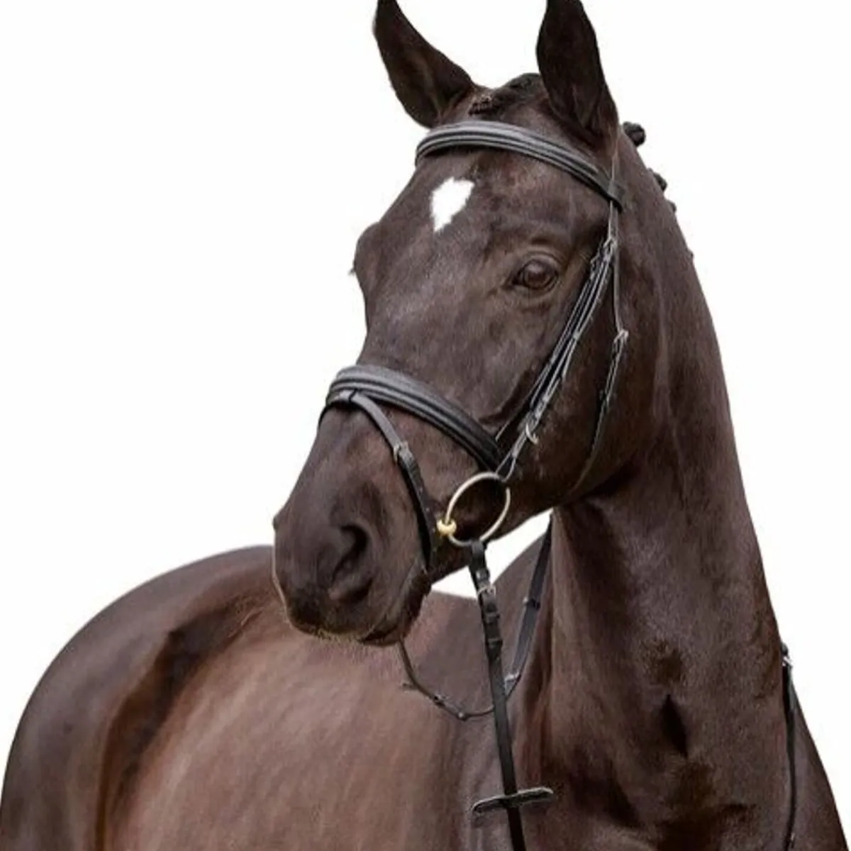 Horseguard HG Ayal Hodelag< Hodelag