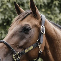 Kentucky Anatomisk grime i Lær< Lærgrimer