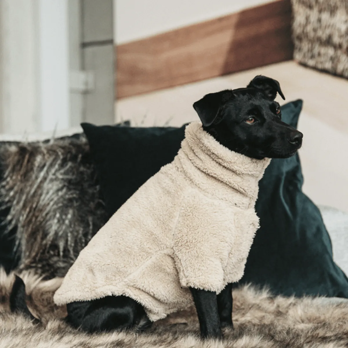 Kentucky Dog Sweater Teddy Fleece< Hund