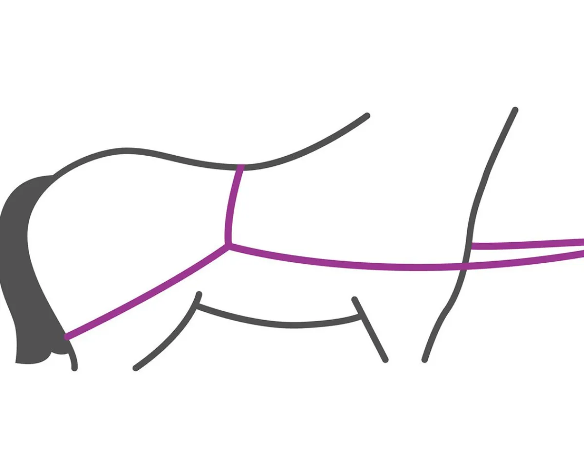 QHP Lastehjelp for hest til henger< Transport Grimer