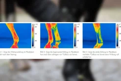Leovet Cellsius Kjølegel - 600ml< Muskel Og Leddpleie