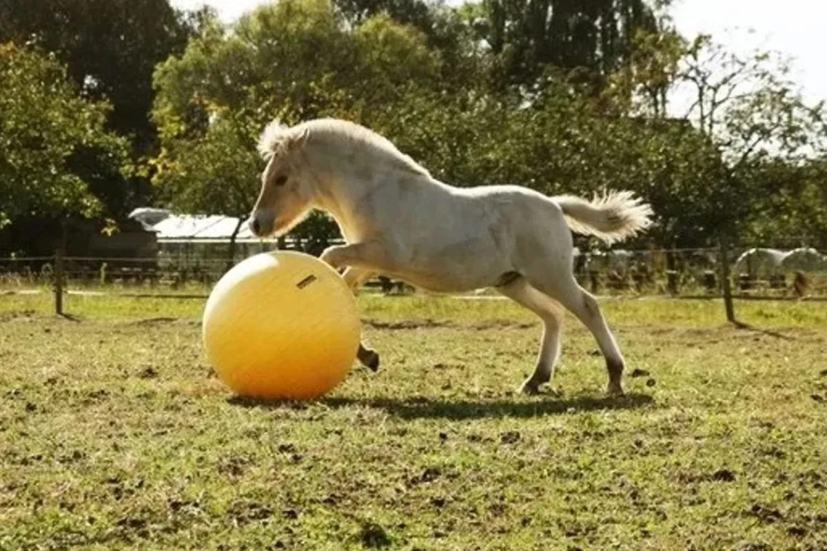 Heimer Maximus lekeball 65cm< Hesteleker