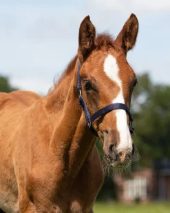 QHP Mini/føllgrime< Nylongrimer