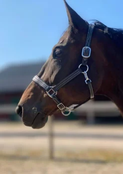 Skoies Premium Play Lærgrime< Lærgrimer