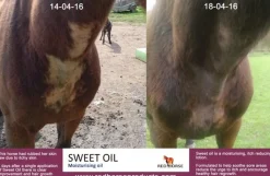 Red Horse Products Sweet Oil Refill - 2500ml< Pelspleie