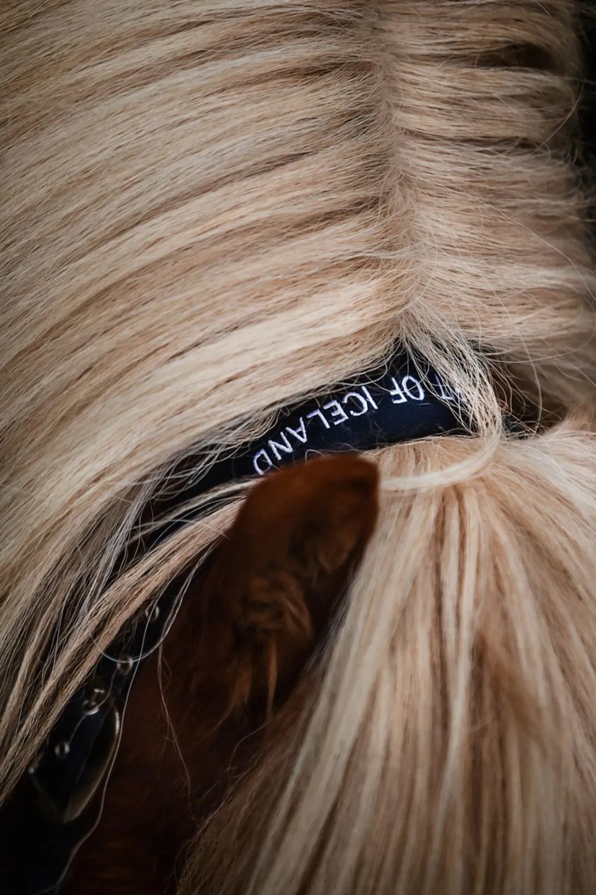 Top Reiter Klaki Grimesett til Islandshest - Iceland< Nylongrimer